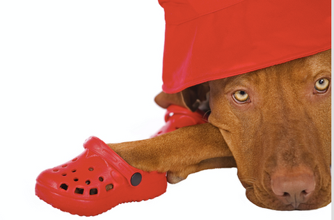 Dog with Clogs