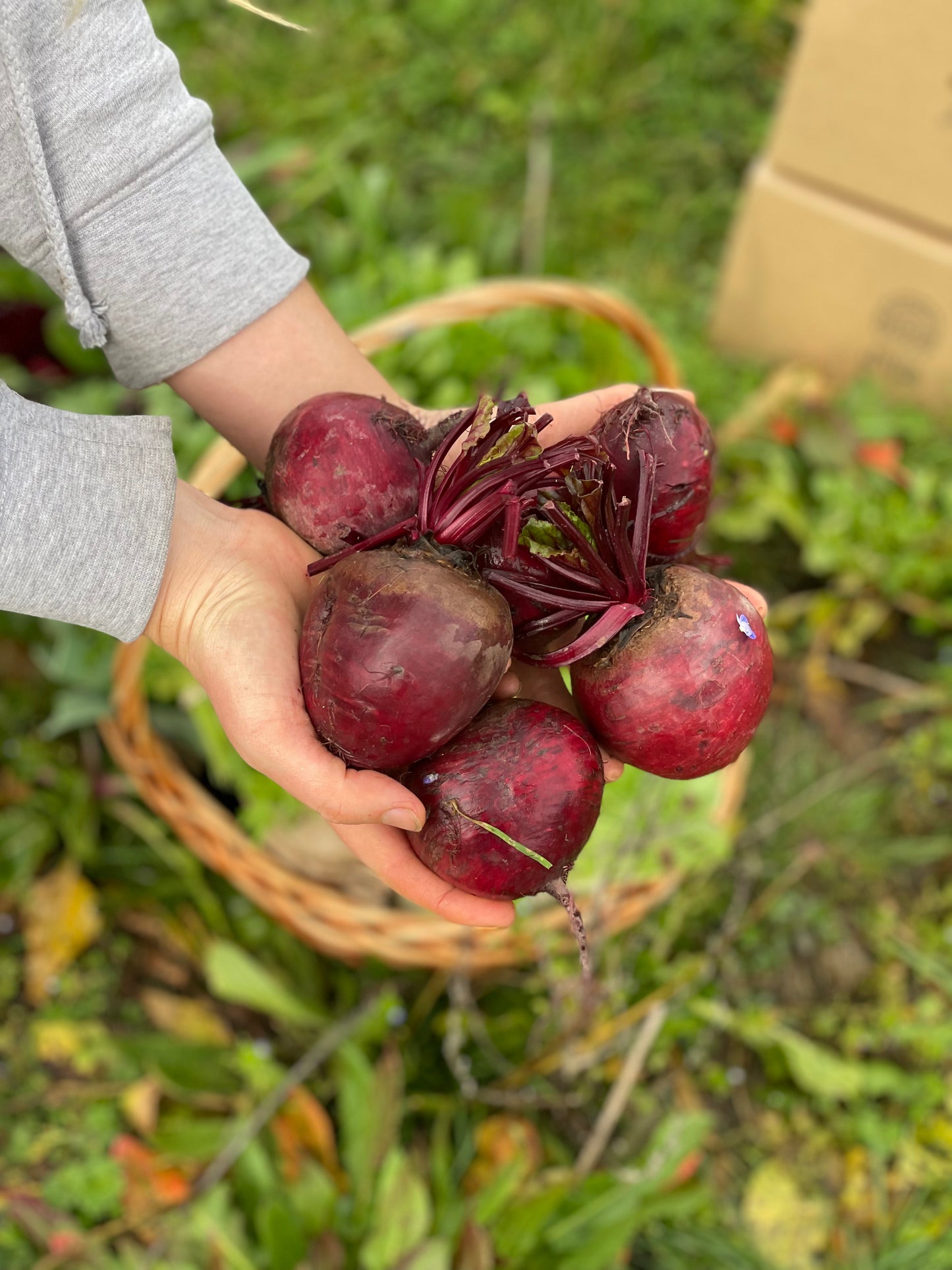 Organic beetroot