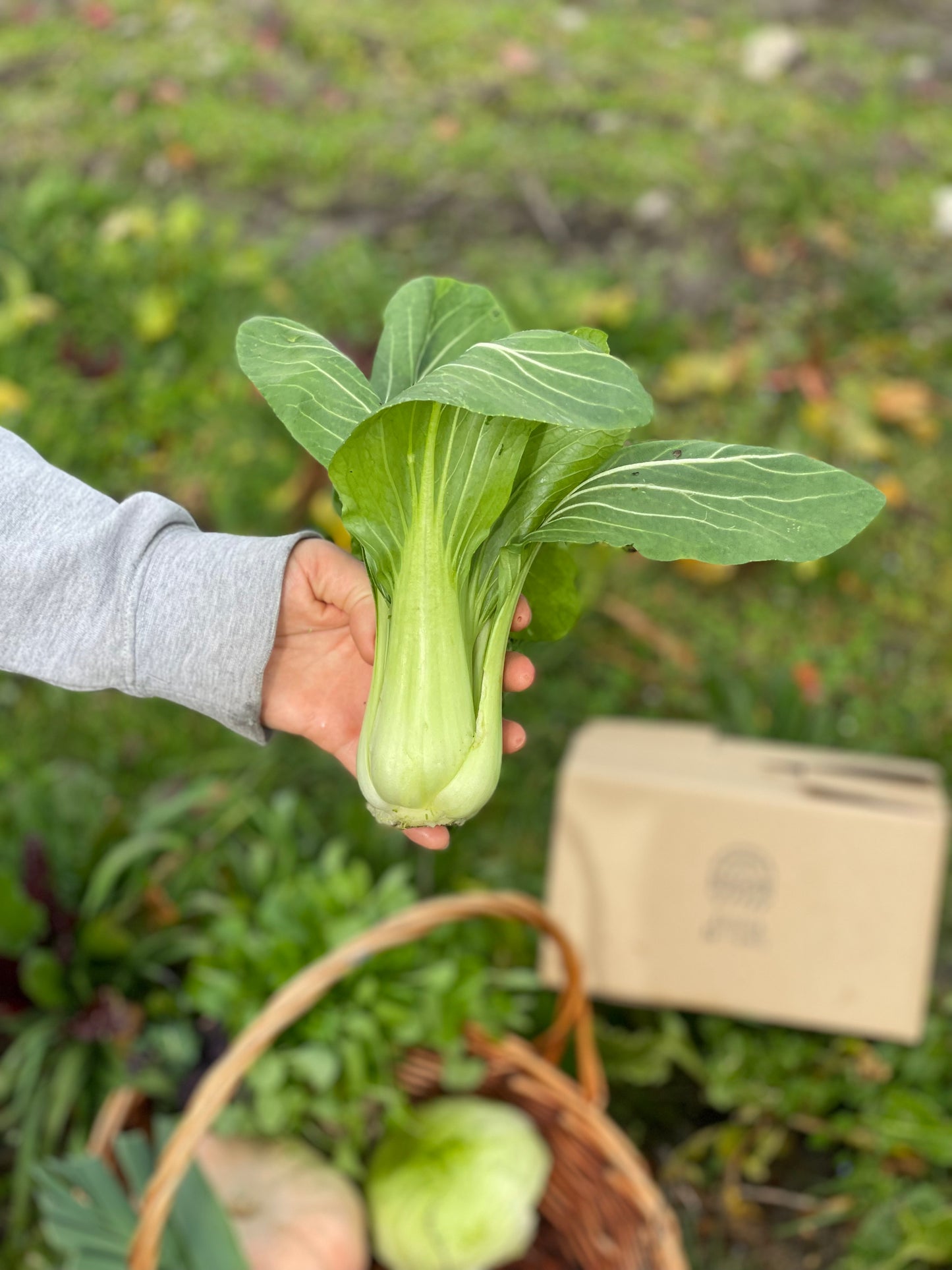 Organic Pak Choi