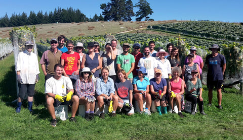 Stellar hand-picking team harvest 2017