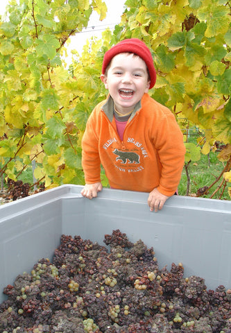 Thomas with our botrytised Riesling grapes