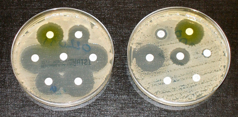 Testarea rezistentei la antibiotice, credits Wikipedia.org