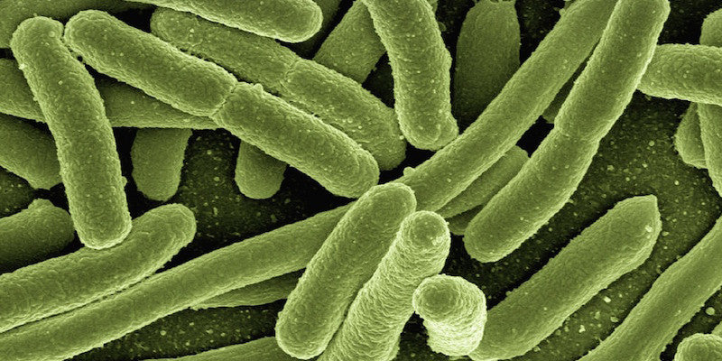 E.coli bacteria