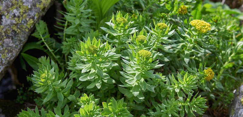 Rhodiola Rosea, beneficii