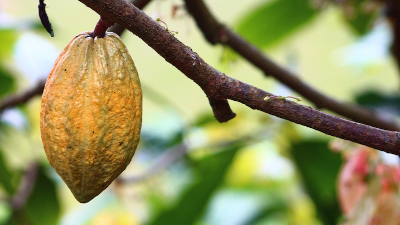 Fructul de cacao