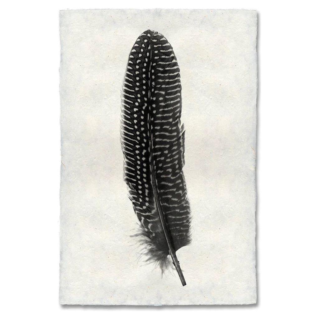 Feather, Pheasant