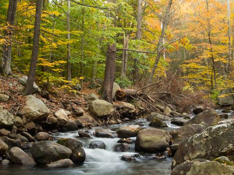 Fall Colors Harriman State Park