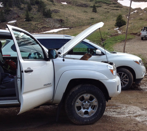 A marmot inside the truck eating wires