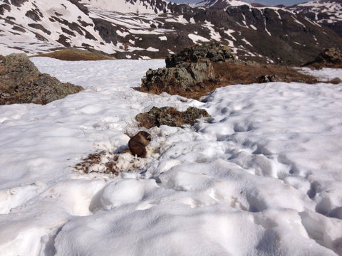 A marmot in American Basin Southwest Colorado Handies Peak 14er