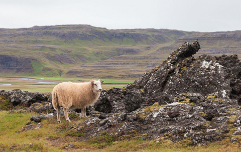 Icelandic Sheep