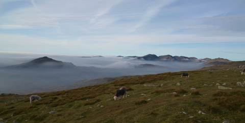 Herdwick Sheep Lake District England