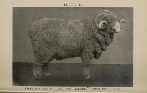 Rambouillet merino sheep