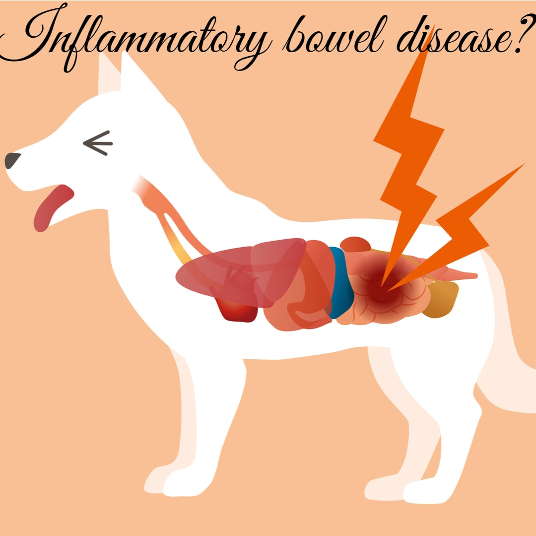 can a dog die from inflammatory bowel disease