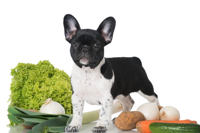 can you give puppies vegetables