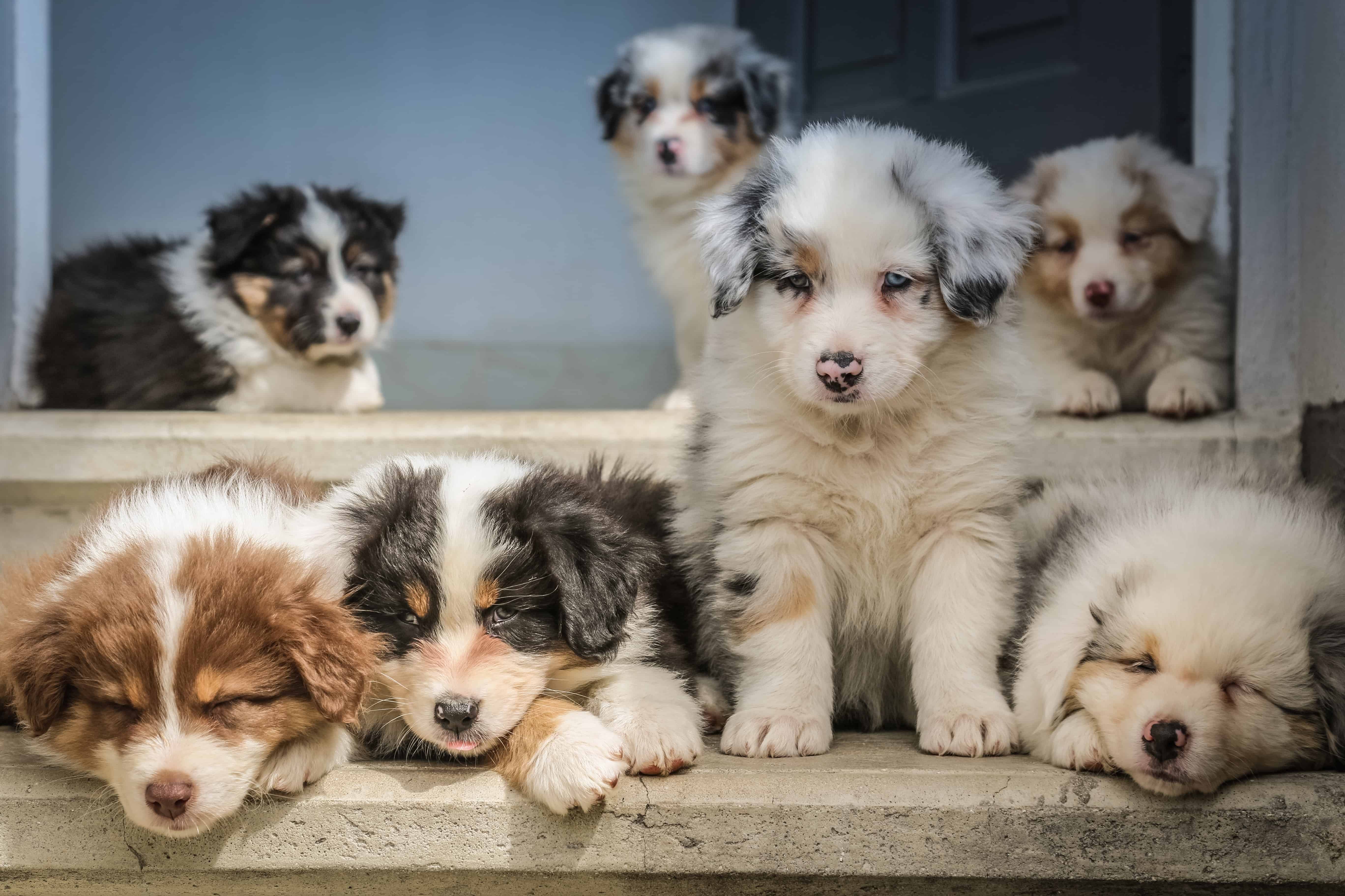 are australian shepherd born without rails