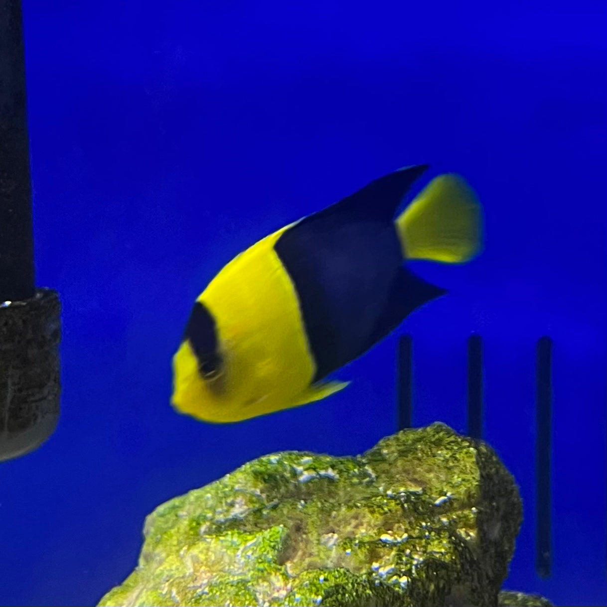 Bicolor Angelfish