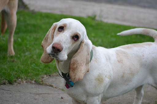 what dogs were used for fox hunting