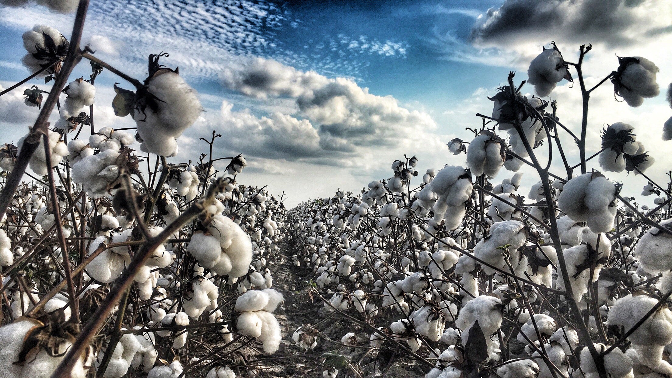 Organic Cotton & Recycled polyester Series #3