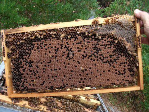 Honey bees on a frame.