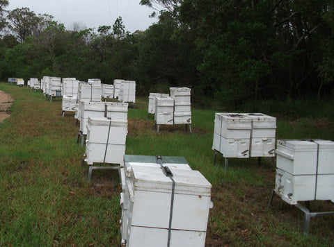 Beehives near Casino