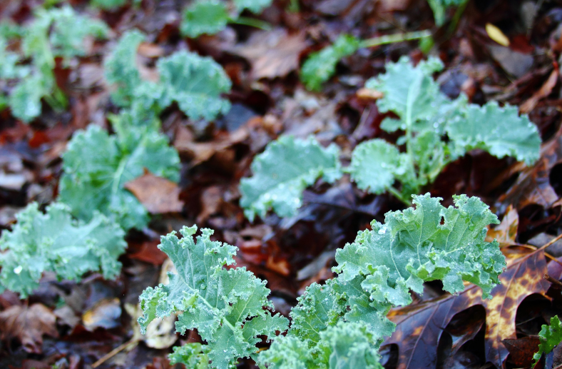 winter garden, organic, clean garden