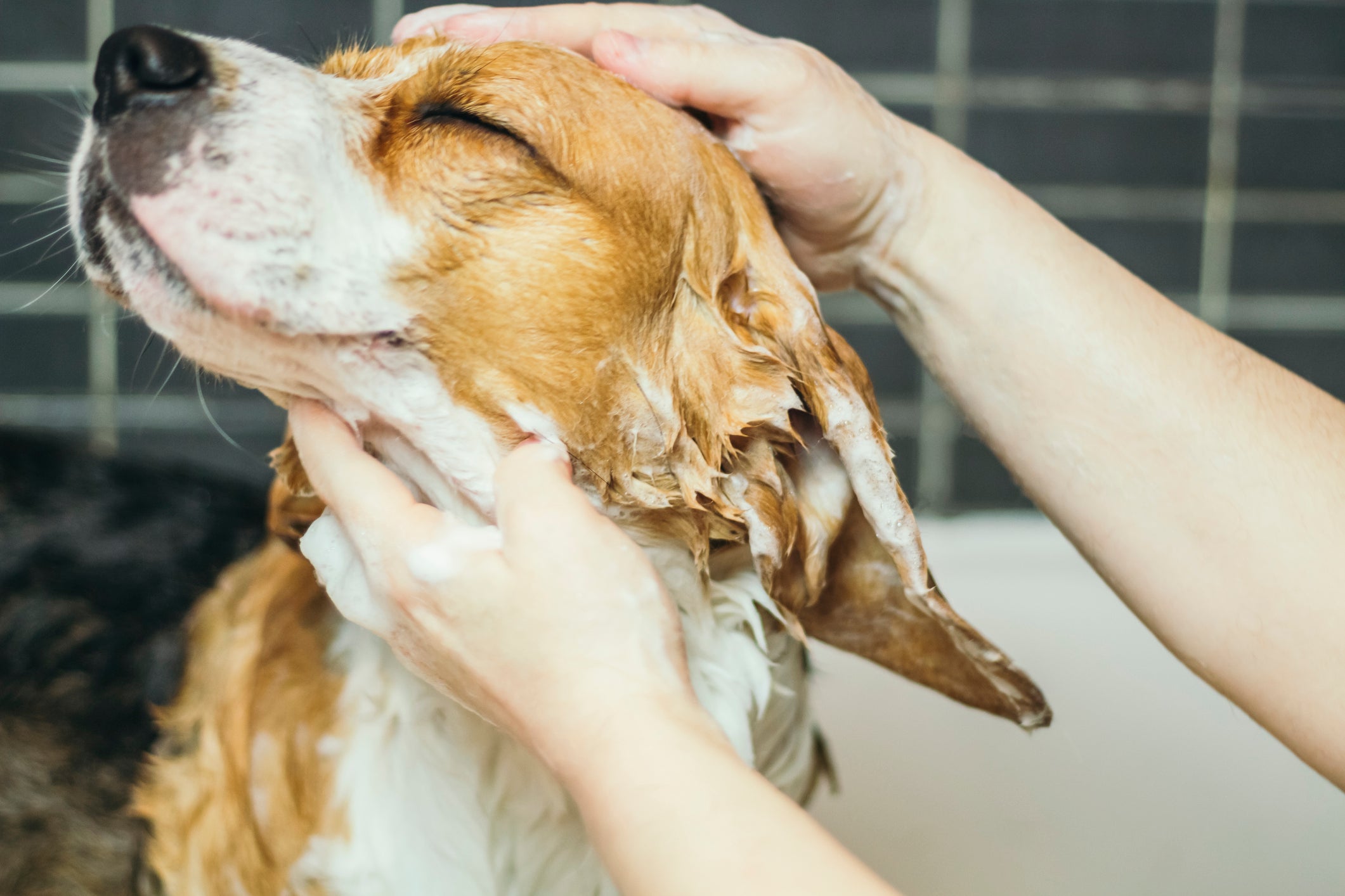 Premier bejdsemiddel Cataract Ein Wegweiser zum richtigen Hundeshampoo – LEO LÖWENHERZ