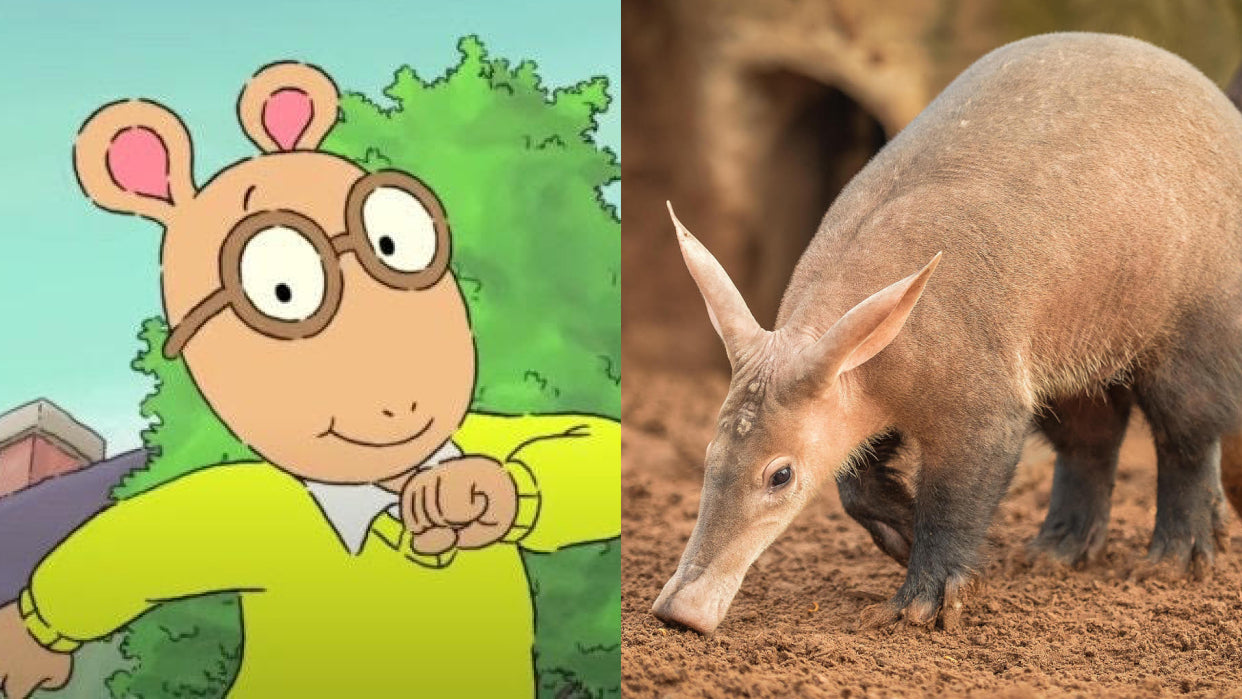 All About Aardvarks | An Arthur Appreciation Post – Wild 
