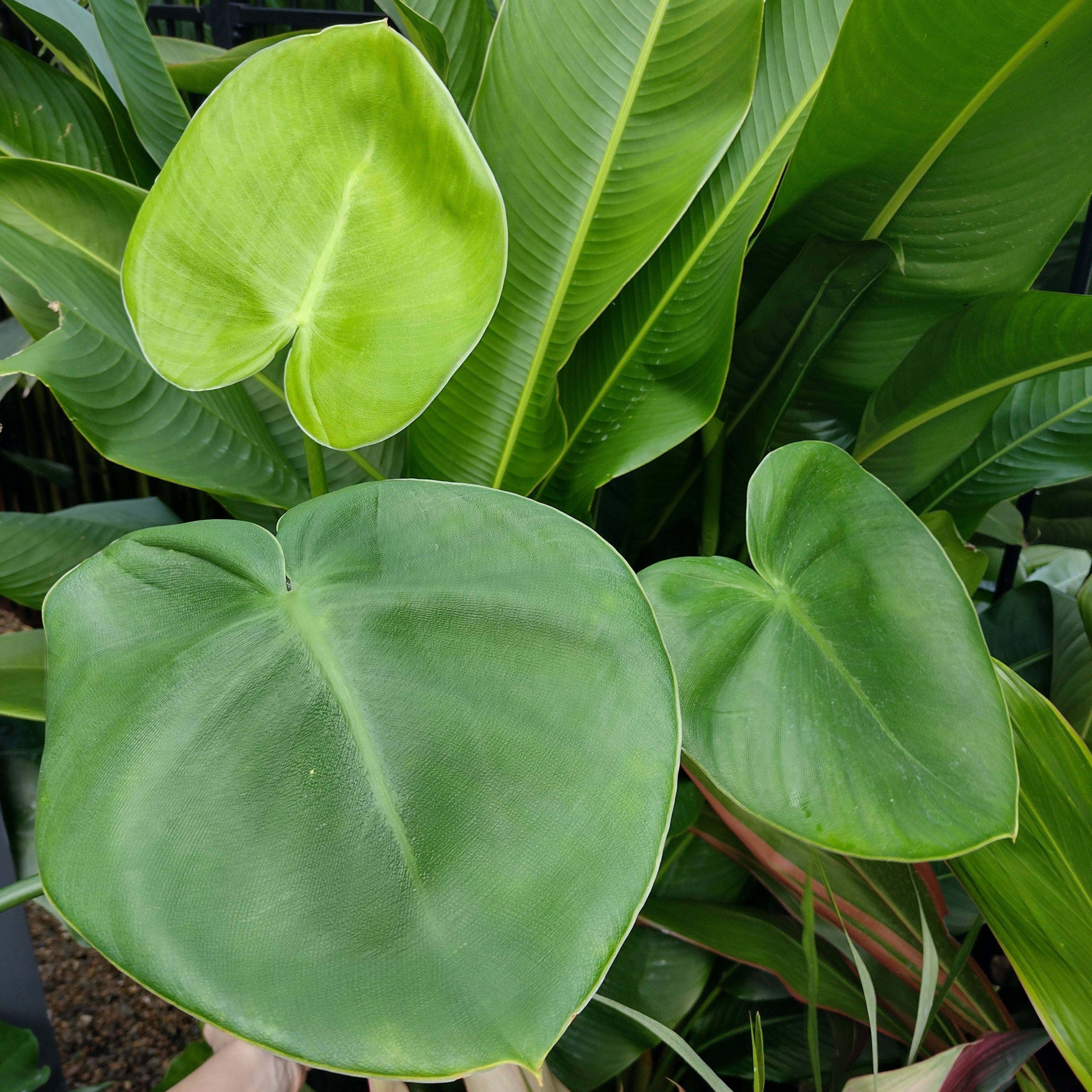 philodendron