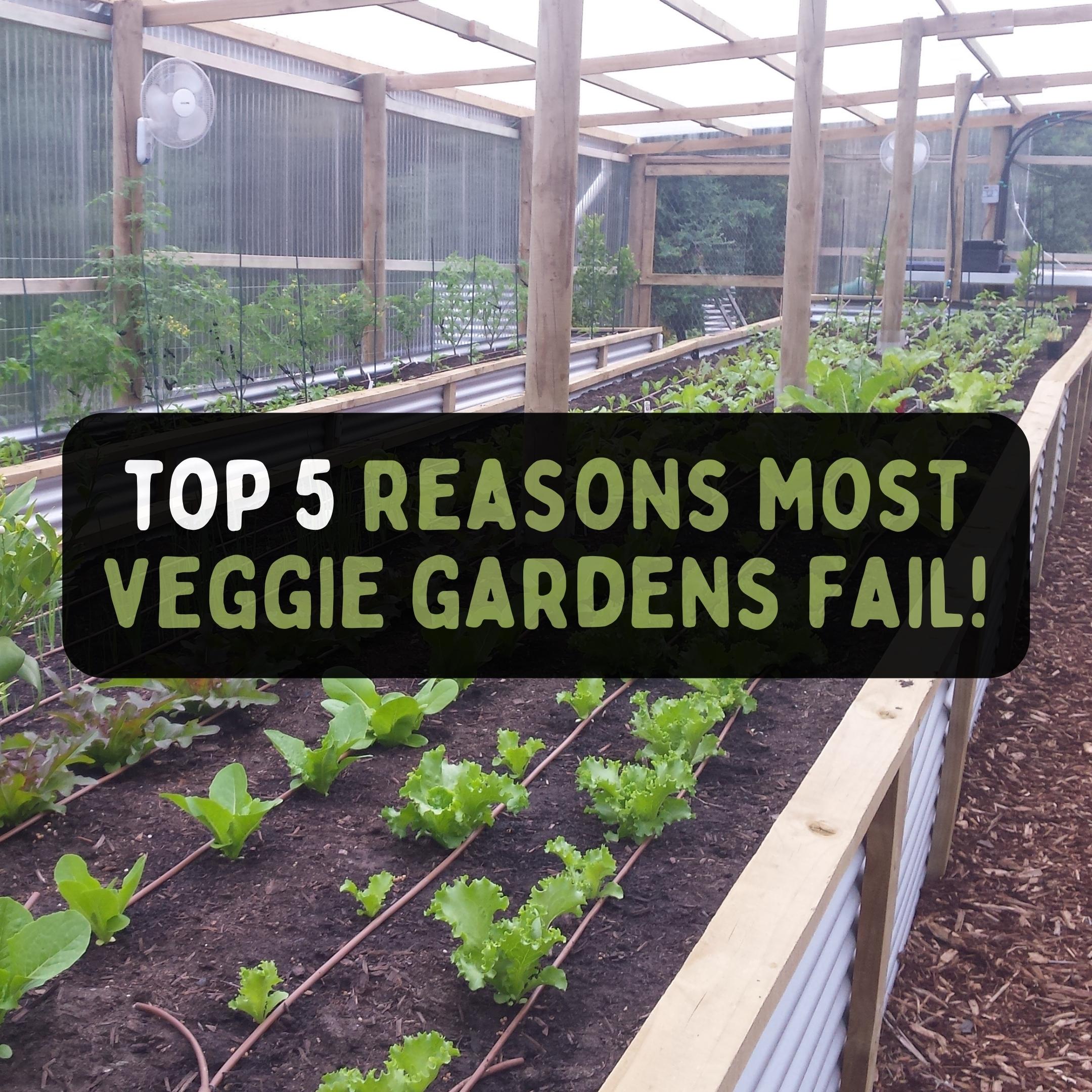 Why Community Gardens Fail 