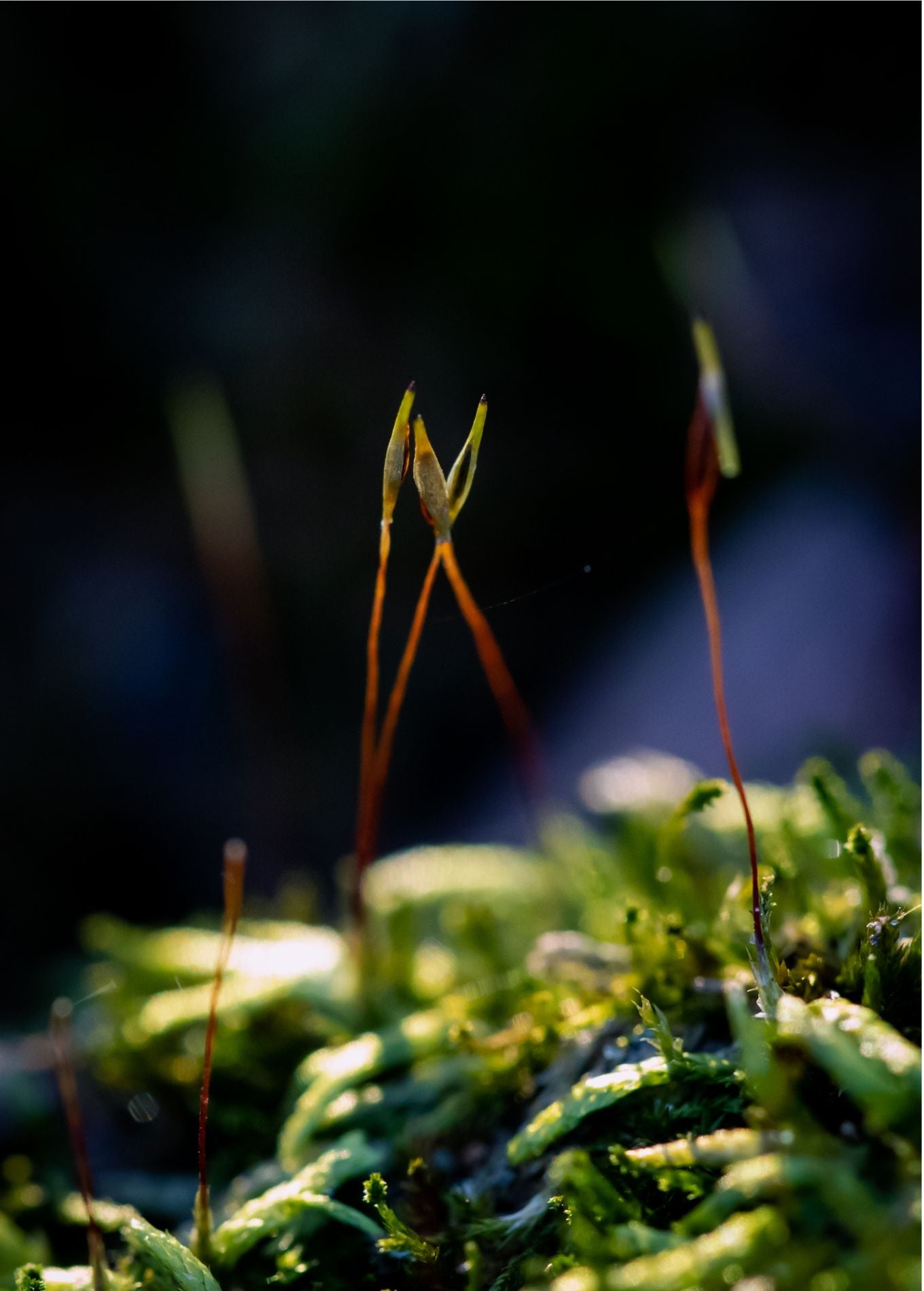 moss sporophyte