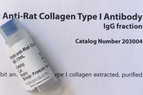 Rat Colllagen Type I Antibody MD Bioproducts from MD Biosciences and MD Bioproducts