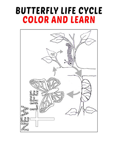 coloring pages butterfly life cycle