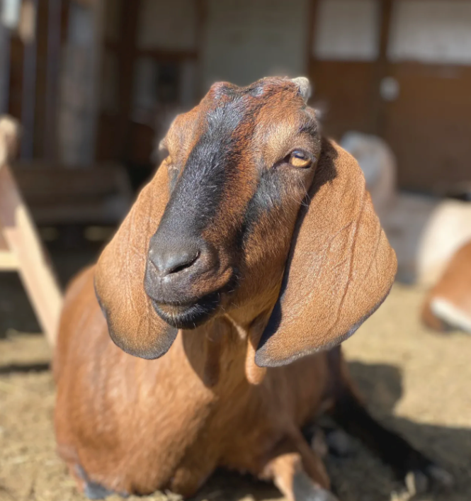 dwarf goats