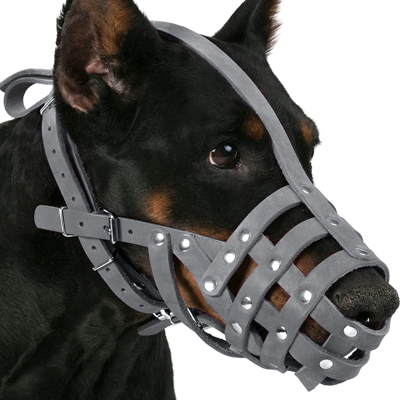 dog belt near me