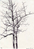 Secret Life of Trees #43