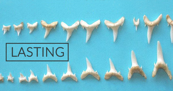 Shark Tooth Jewelry Lasting