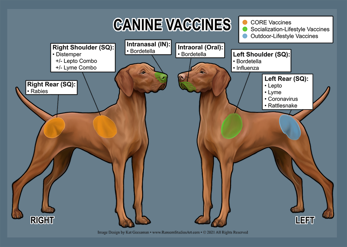 where are vaccines injected in dogs