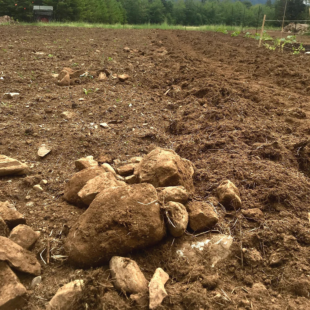 U-Pick, Fresh Rocks!