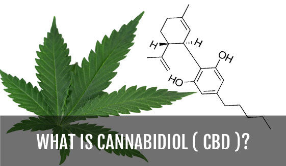 what-is-cannabidiol.jpg?v=1452372768