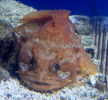 leopard toadfish