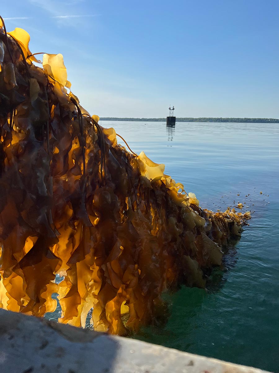 Seaweed Farming