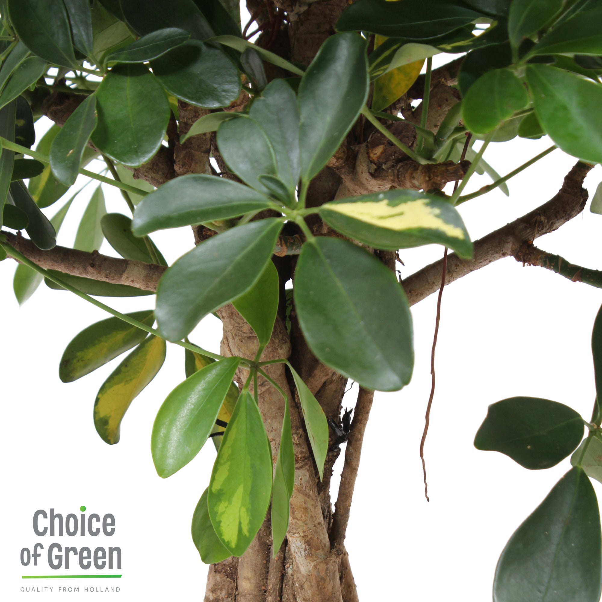 Choice of Green - Schefflera arboricola Gold Capella Vingersboom in Elho® Greenville pot wit - Hoogte 100 cm - Diameter pot 30 cm