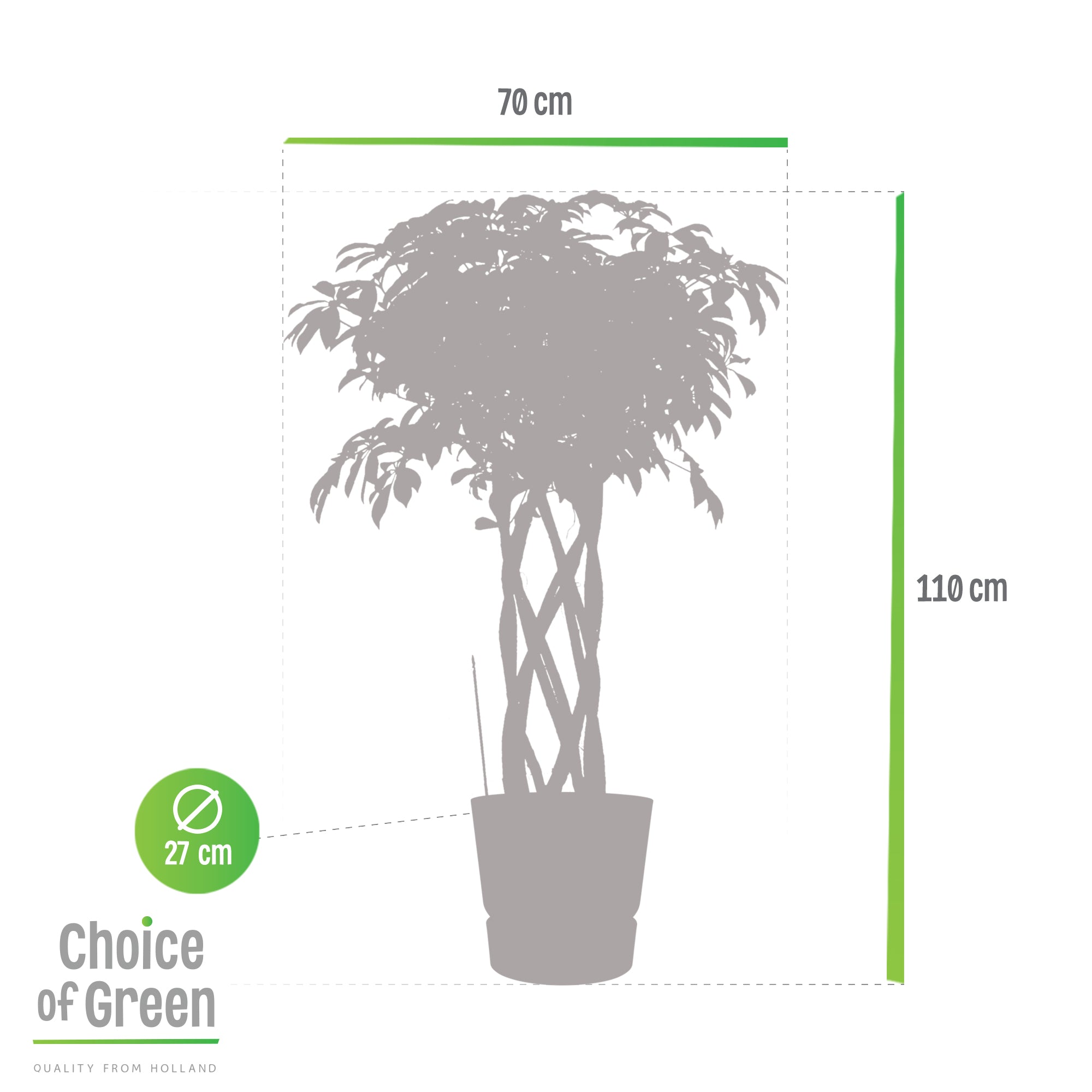 Schefflera Trinette Vingerplant in Elho® Greenville pot wit - Hoogte 110 cm - Diameter pot 30 cm