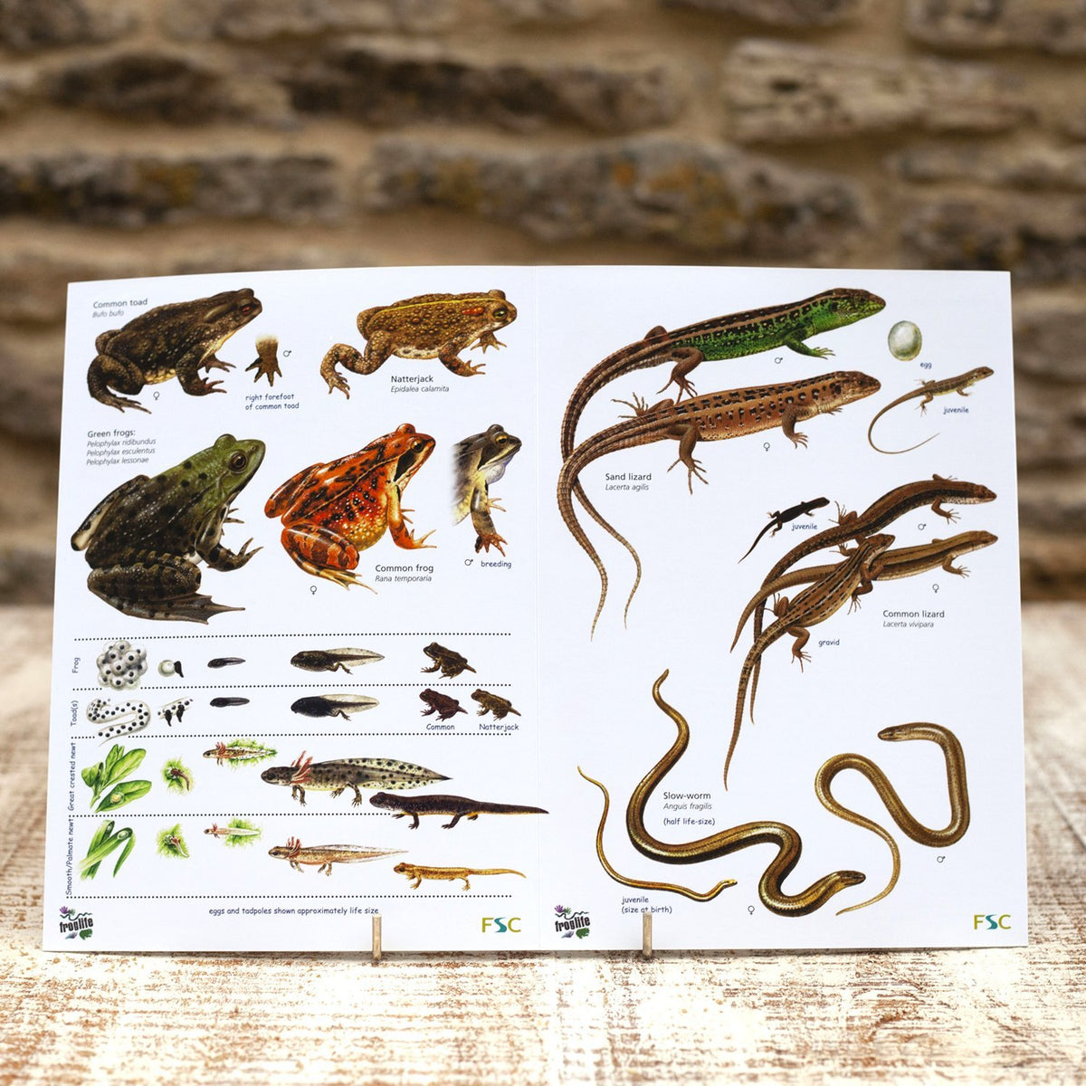 Field Guide - Reptiles and Amphibians | The Wildlife Community
