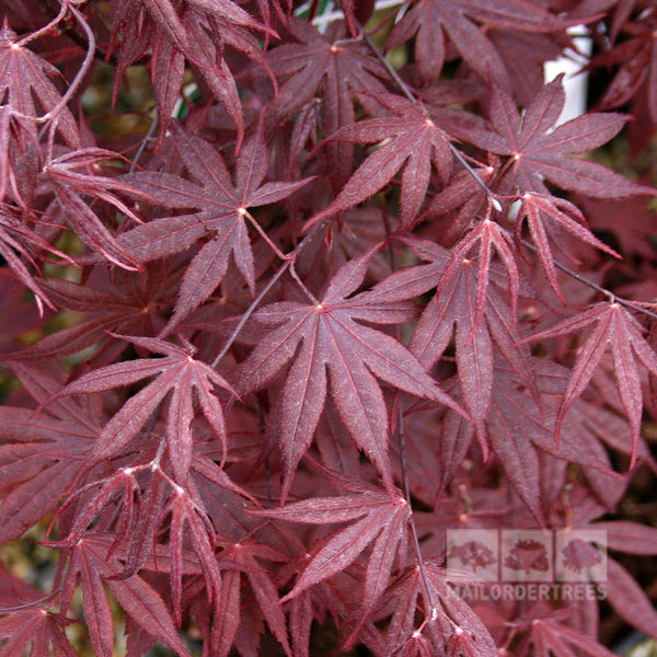 Acer Bloodgood - Japanese Maple Tree | Mail Order Trees