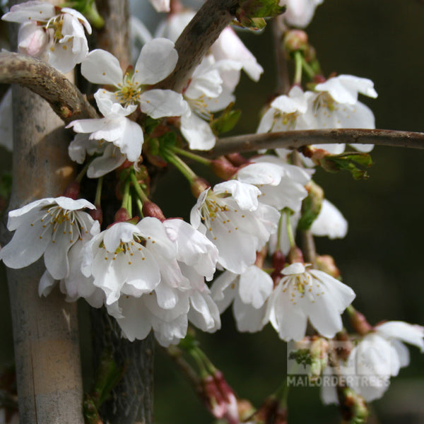 Prunus Snow Showers Weeping Cherry Tree Mail Order Trees