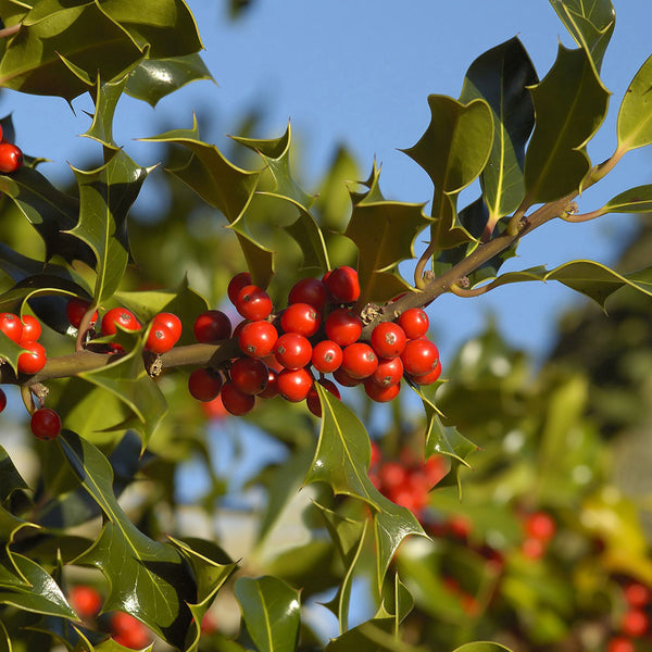 Ilex aquifolium - Common Holly | Mail Order Trees