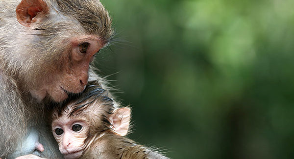 Monkey relationships