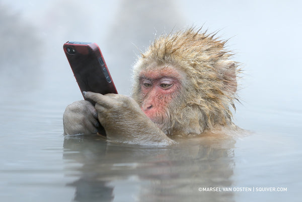 Japanese macaque snatched tourists' camera