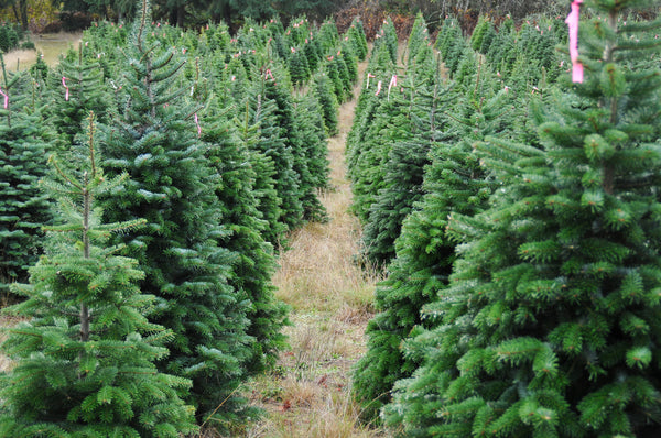 Tree Farm